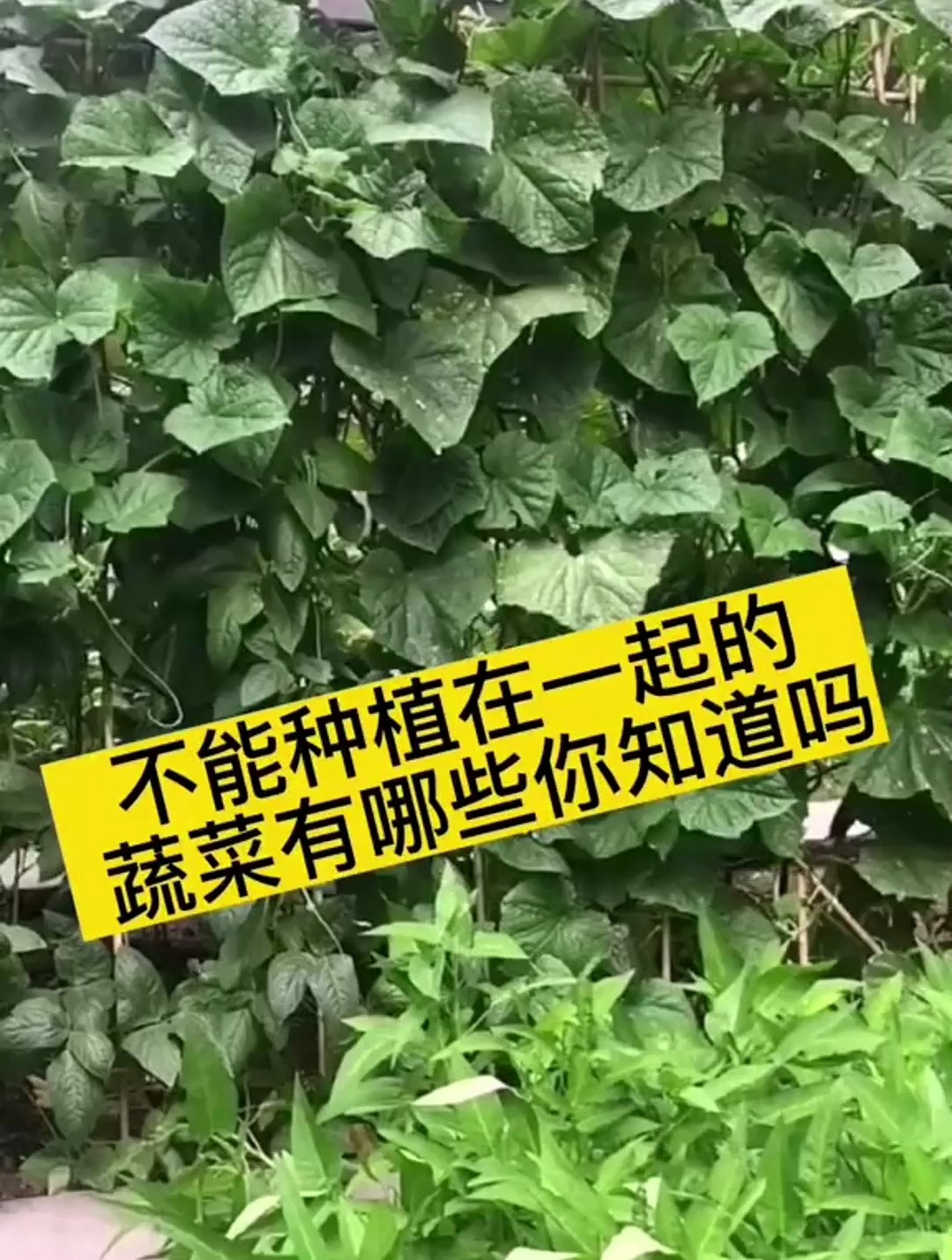 不能种在一起的蔬菜你知道还有哪些吗?