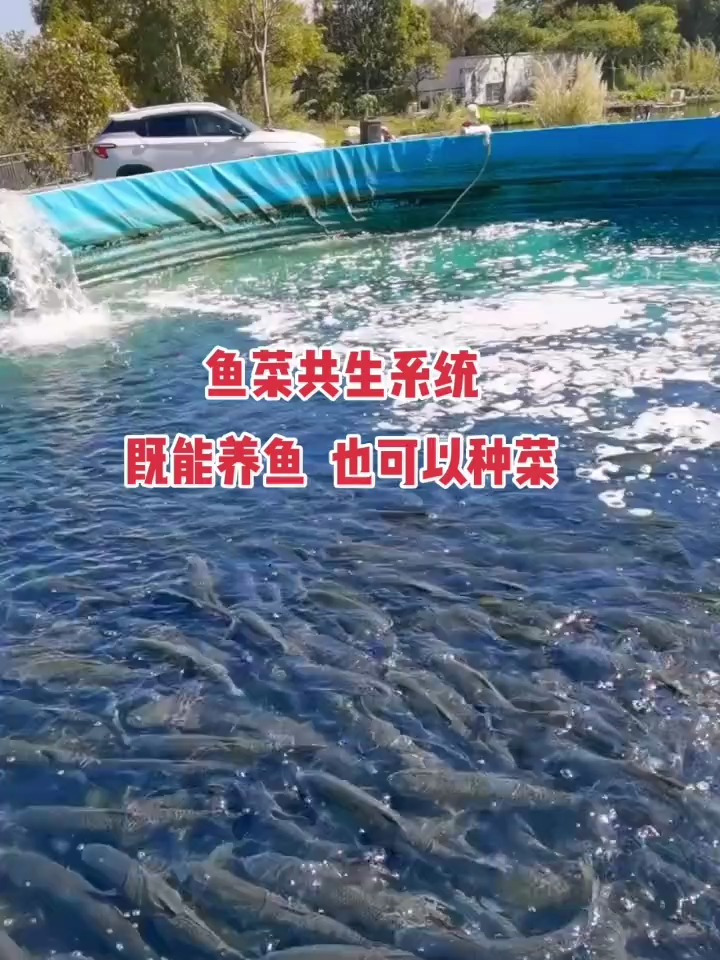 镀锌板帆布鱼池 鱼菜共生 陆地养殖 农村致富项目