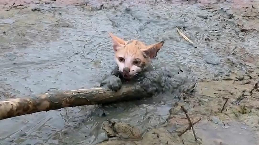 [图]流浪猫陷进泥沼,被路人救下,看到最后被感动流泪