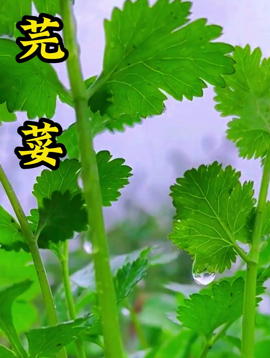 植物科普:我真的是太喜欢吃香菜了,你喜欢吃香菜吗?