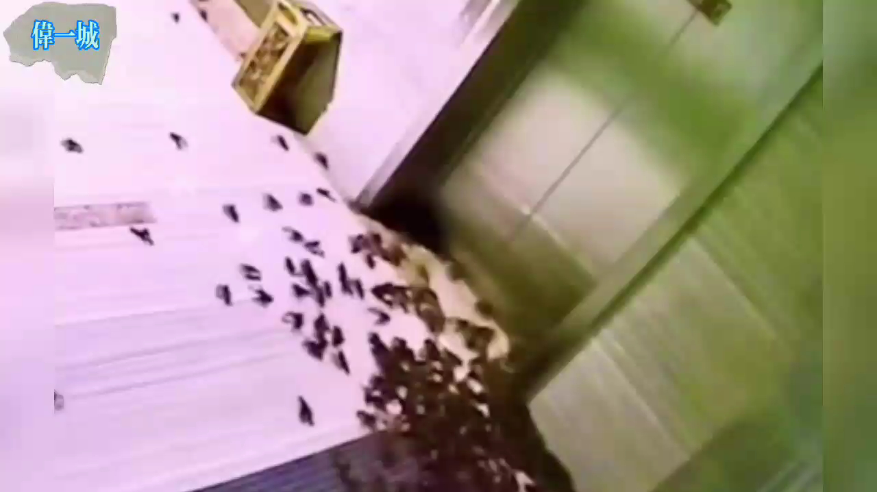 女子点活体外卖忘拿,小龙虾集体上演真实版《肖申克的救赎》!