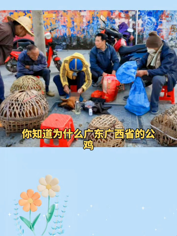 你知道为什么广东广西省的公鸡要摘掉睾丸变阉鸡呢
