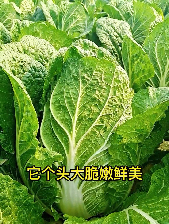谁吃谁赞!6万亩胶州大白菜喜丰收,还没上市就被预订完!