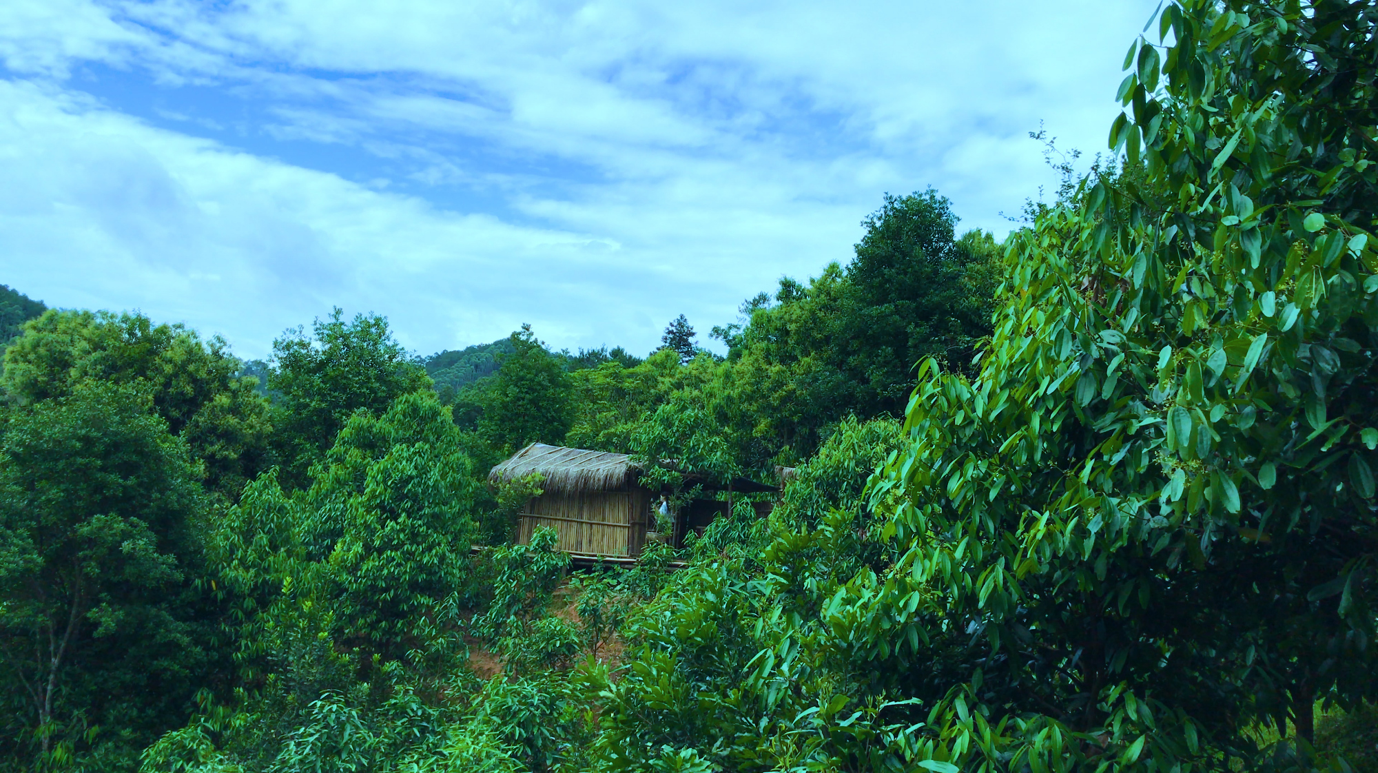 花生苗还能这样吃?网友表示质疑这种传统方法,让花生苗变废为宝