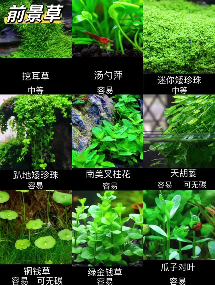 来看看哪些是你鱼缸里面有的?水草种类大全!