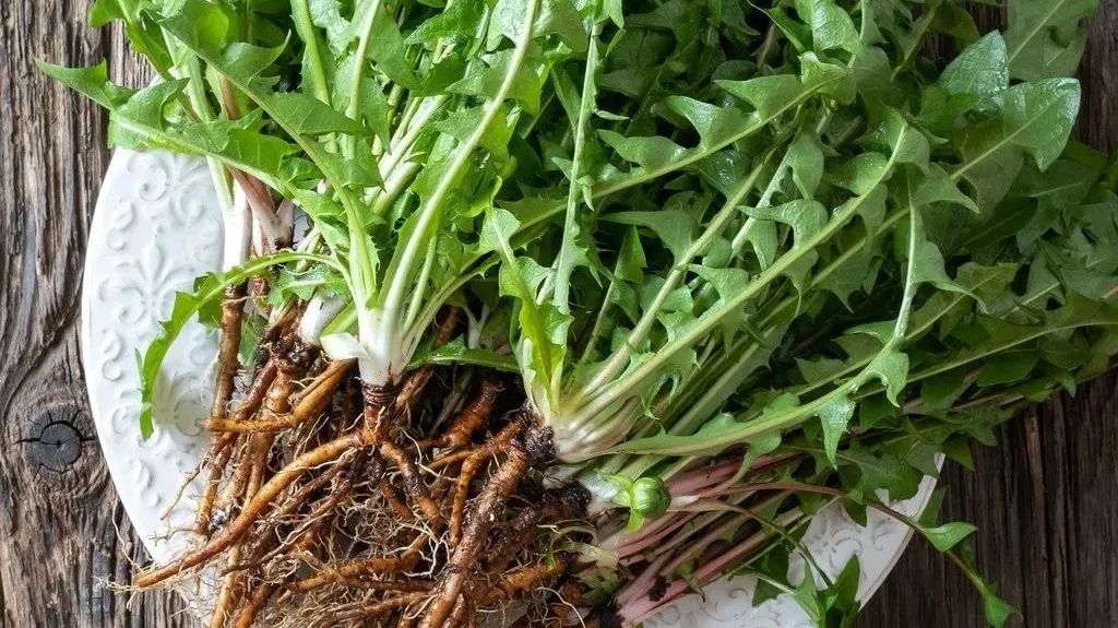 1种野菜经常吃,清肝热,提高免疫力,滋补肝肾,身体更健康!
