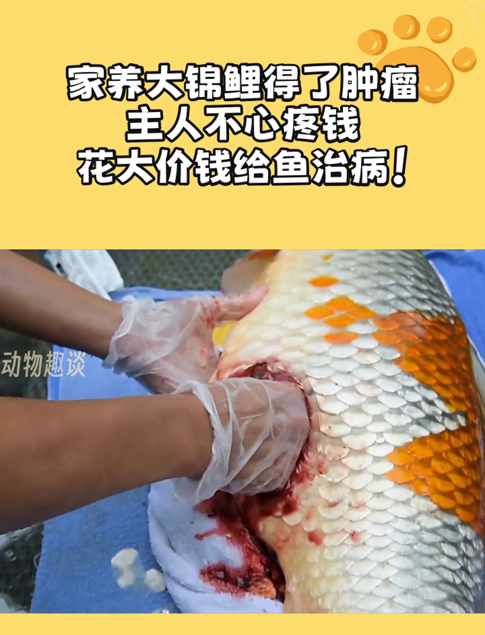 家养大锦鲤得了肿瘤,主人不心疼钱,花大价钱给鱼治病!
