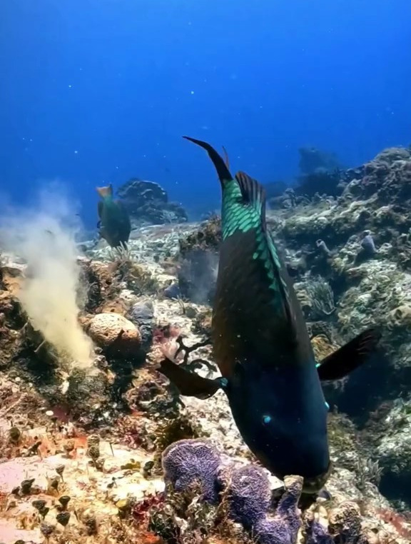 海底世界,蓝头绿鹦嘴鱼