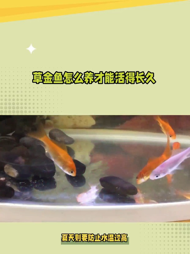 草金鱼怎么养才能活得长久