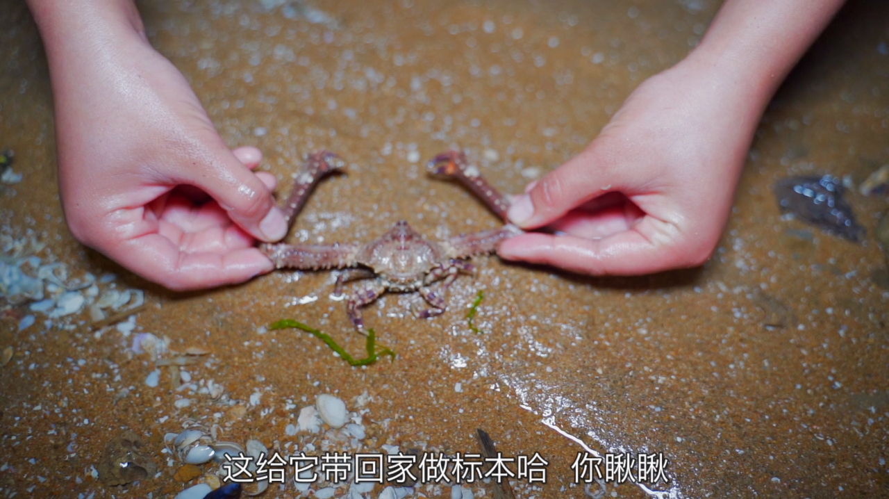 呆萌的沙光鱼躲在沙里瞪着大梅,被大梅一把抓住,又有新鲜鱼吃了