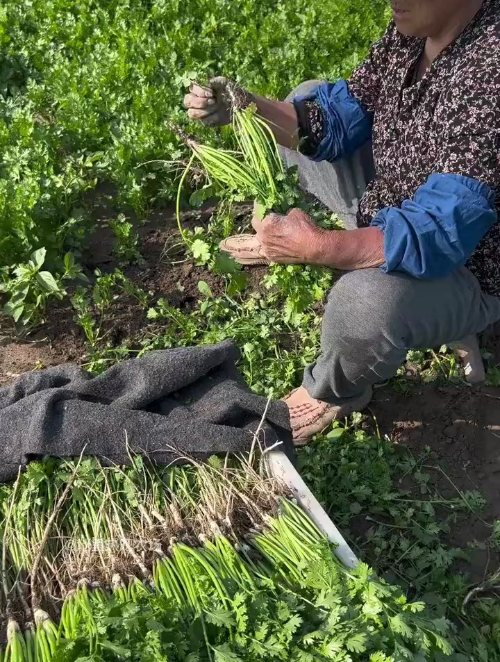 都说香菜出芽低,那是你忽略了这一步