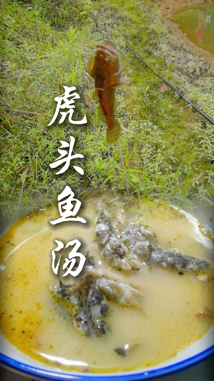 这种鱼你有钓到过吗?土布鱼、虎头呆~你还知道叫什么吗?