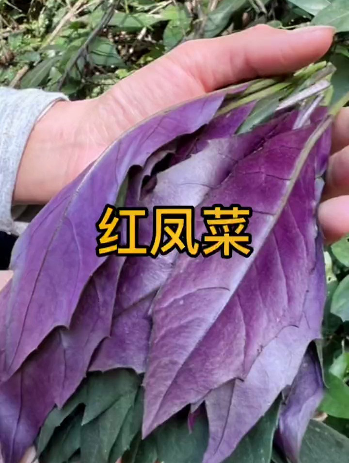 民间最传统的野菜:红凤菜_属于药食同源的植物。_ 植物百科