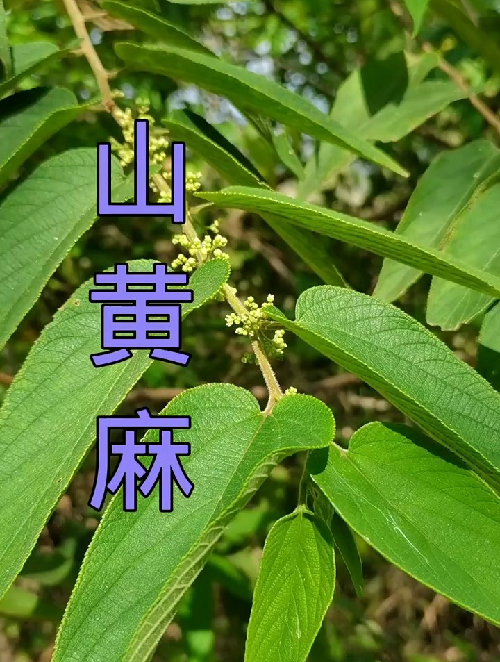 植物科普：山黄麻，又叫野线麻，你知道它的功效与作用吗？