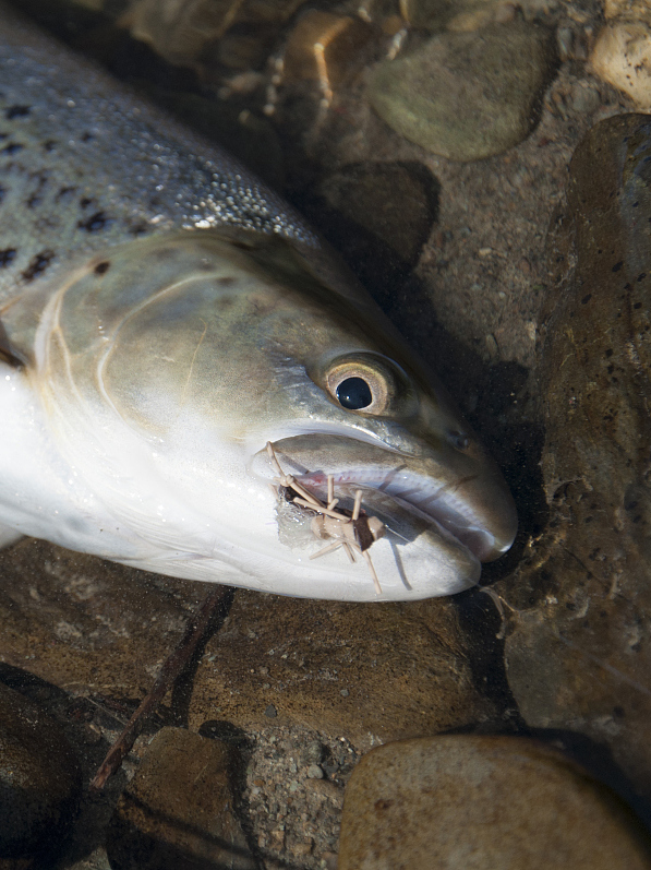 在北方受欢迎的鲤鱼,为何南方很少人吃?甚至白给都不要?