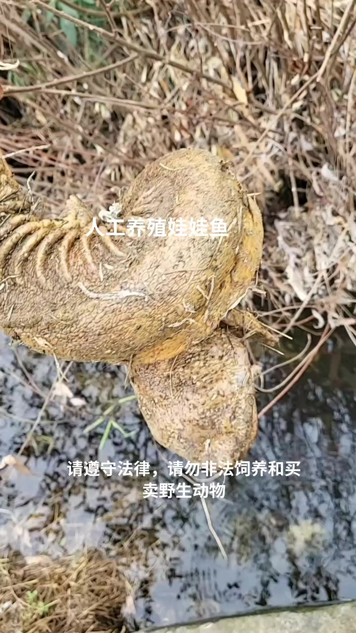 大鲵,为什么叫娃娃鱼?