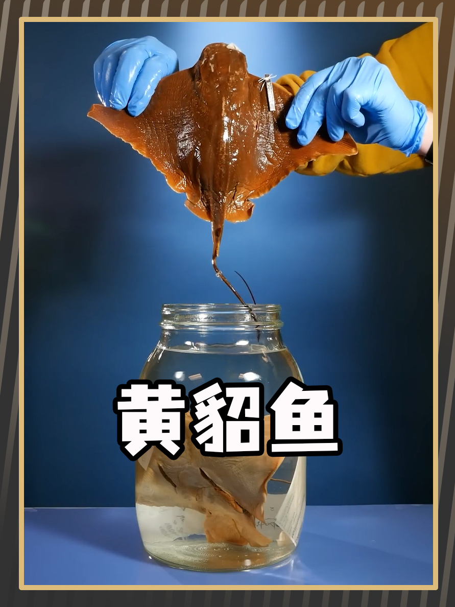 致命的黄貂鱼,遇到千万要小心!