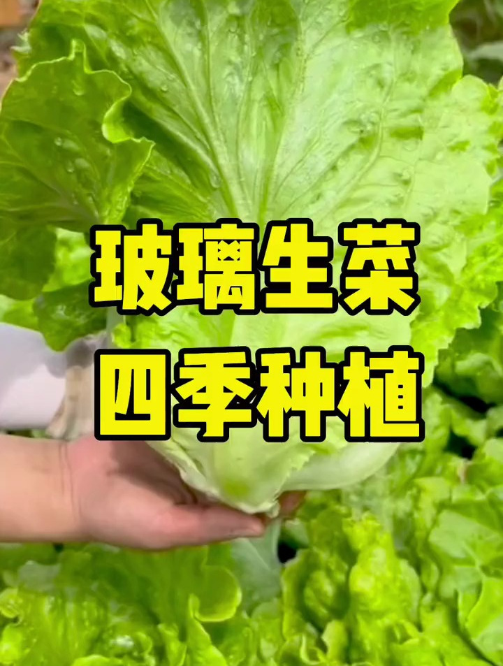 玻璃生菜脆嫩好吃,适合四季种植 生菜