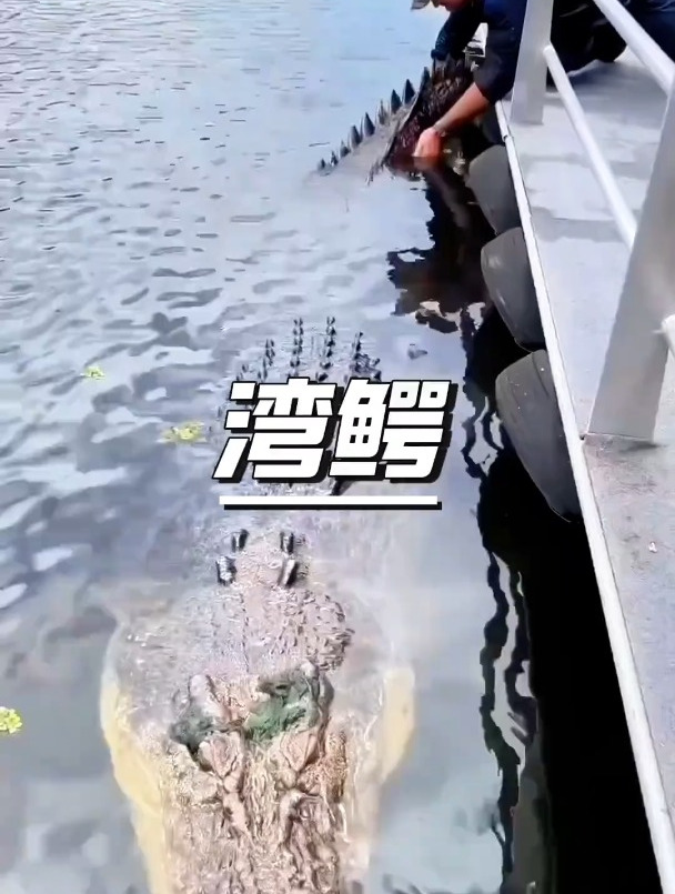 海里有鳄鱼吗?不仅有还是世界上体型最大的鳄鱼