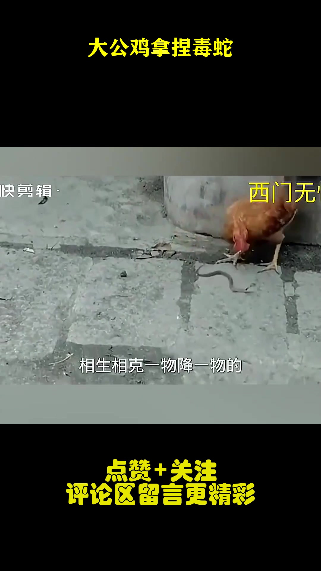 大公鸡拿捏毒蛇