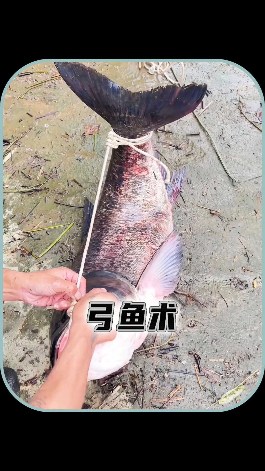 可以让鱼儿存货更久的技艺,弓鱼术