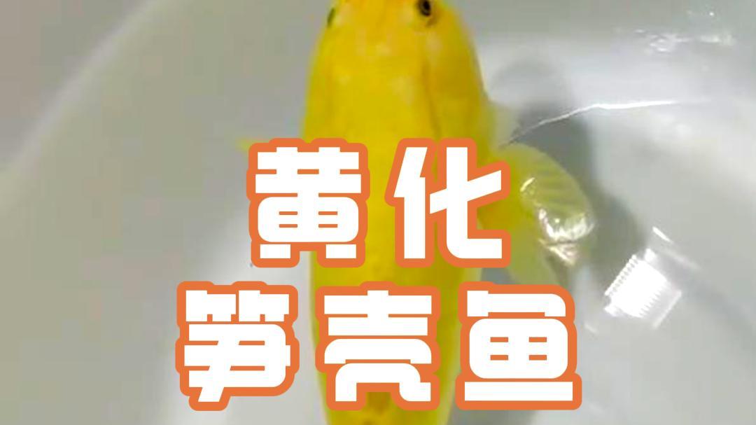 变异黄化笋壳鱼来袭,学名云斑尖塘鳢,被称之为水下黄金!