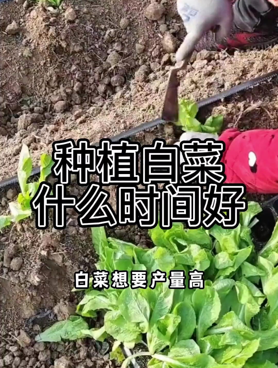 白菜想要产量高,种植时间很重要