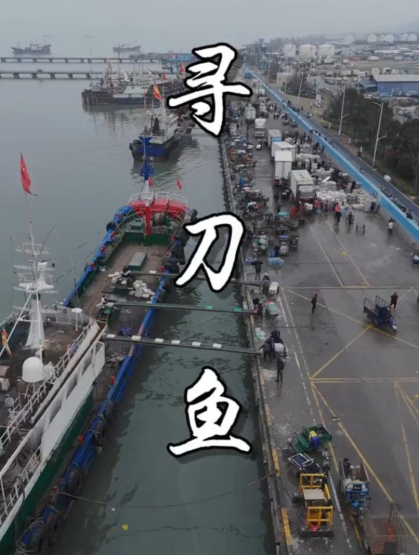 3月的海刀鱼的确鲜,怪不得再贵都有很多人寻它