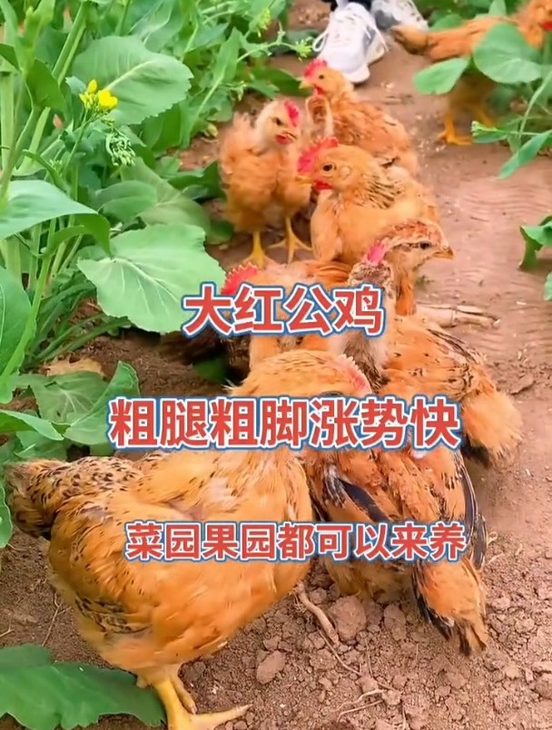 红玉鸡苗农村散养土鸡大红公鸡公母都有自繁自养