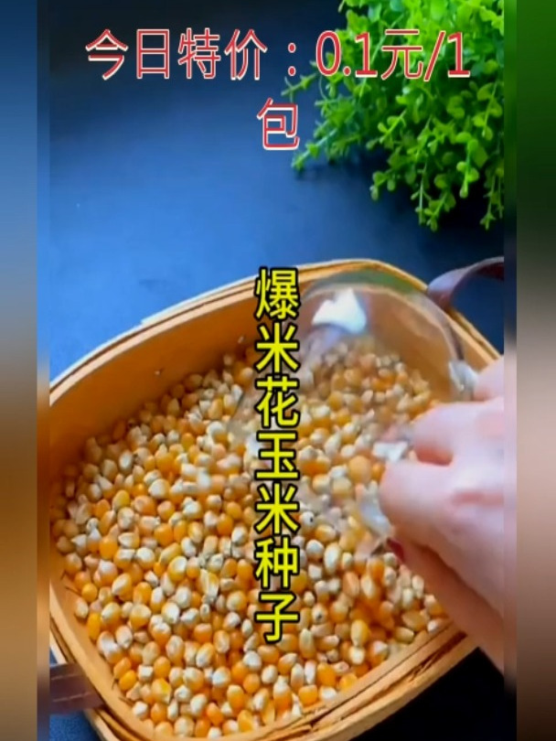 可以爆米花的玉米你种过吗?等收获的时候就可以吃到新鲜的爆米花