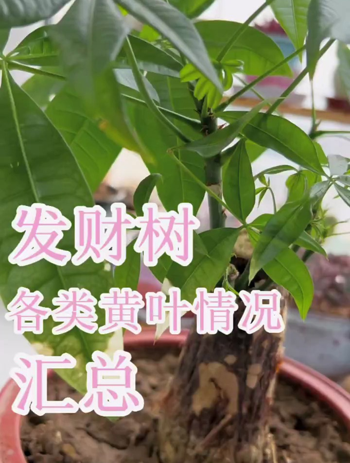 发财树黄叶各类情况汇总