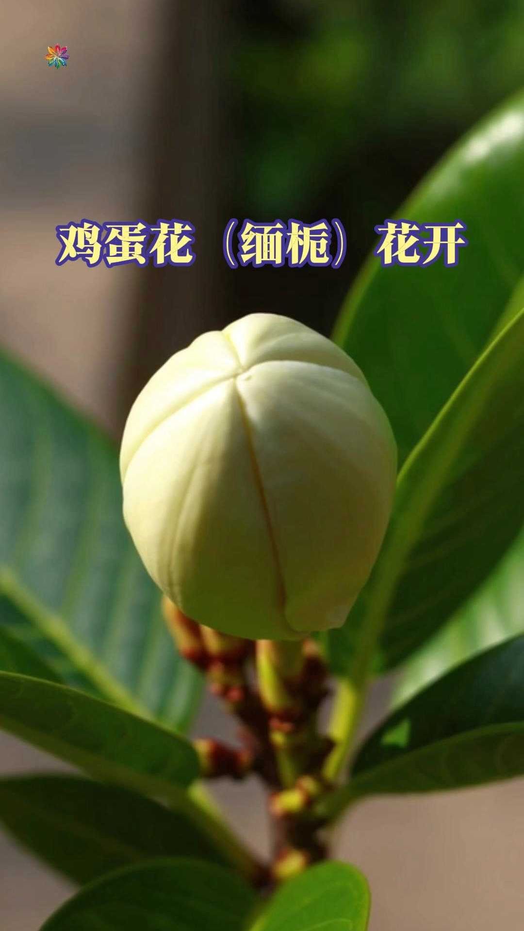鸡蛋花（缅栀）花开
