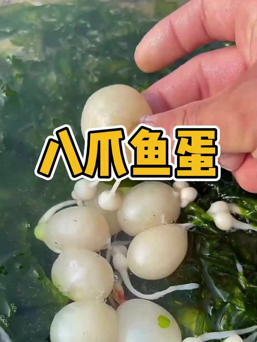 户外赶海抓海鲜,发现了一群搁浅的八爪鱼蛋