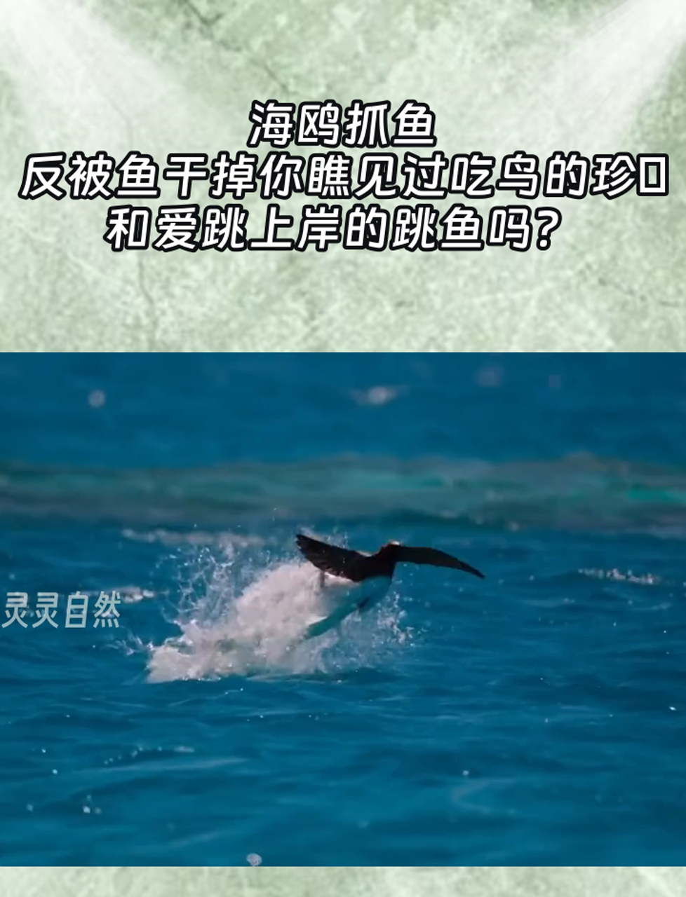 海鸥抓鱼,反被鱼干掉你瞧见过吃鸟的珍鲹和爱跳上岸的跳鱼吗?