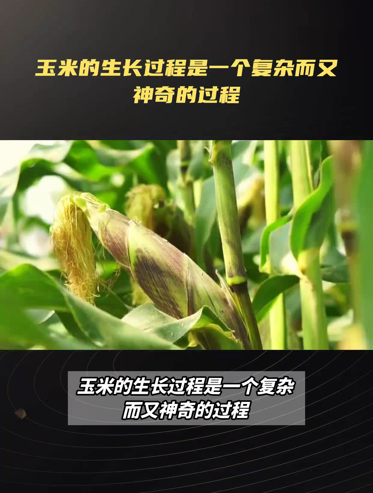玉米的生长过程,从播种到收获,带你了解作物的生命之旅