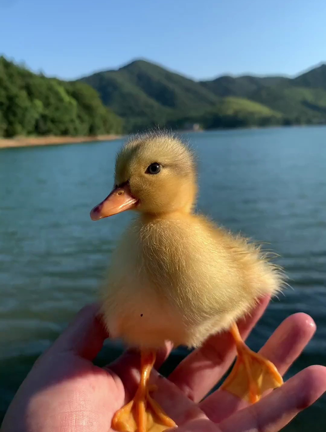 带可爱的小鸭子来游泳咯