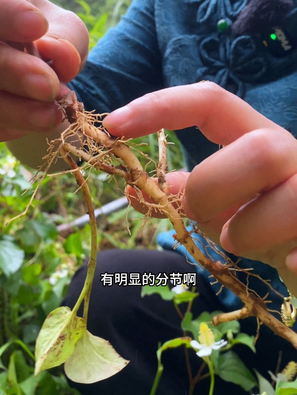 鱼腥草原名蕺菜俗称折耳根,即可做菜又可做药,可谓是一个宝草了