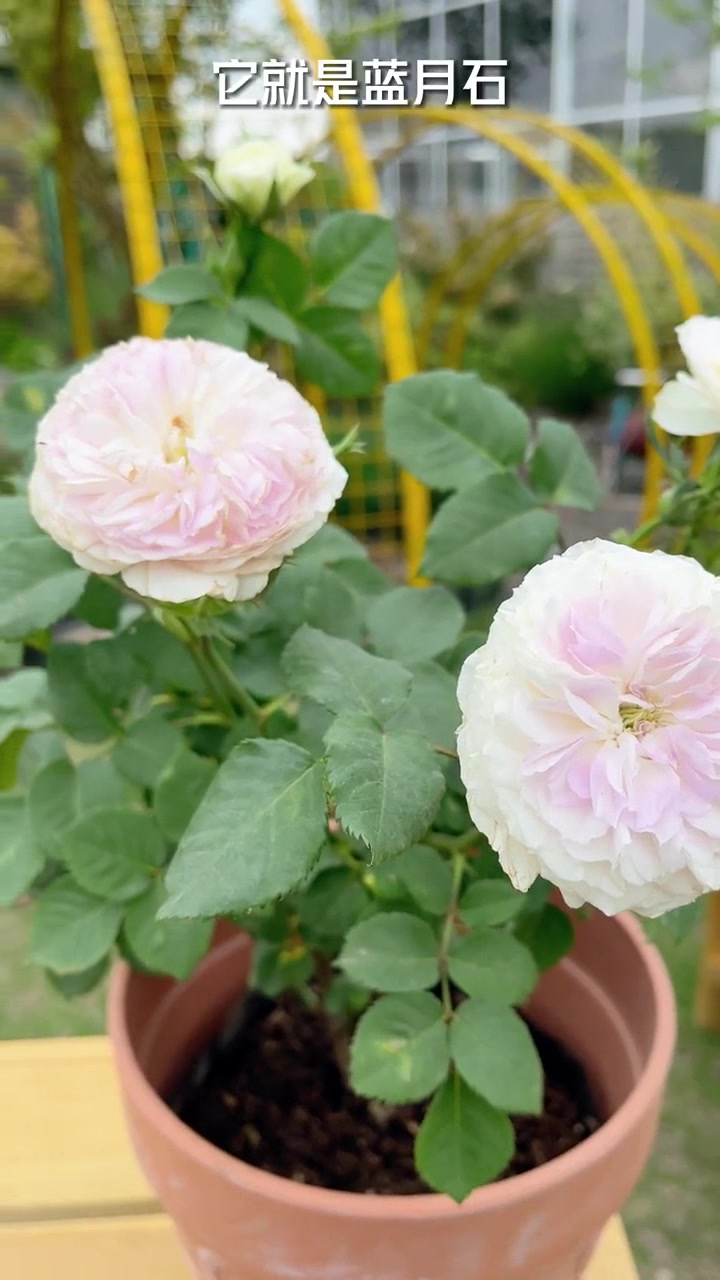 高贵冷艳的蓝紫色,颜色层层渐变