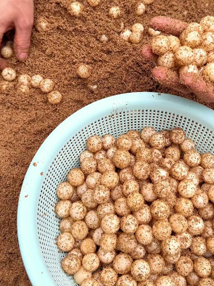 又到了吃甲鱼蛋季节,每次做一盆都不够吃