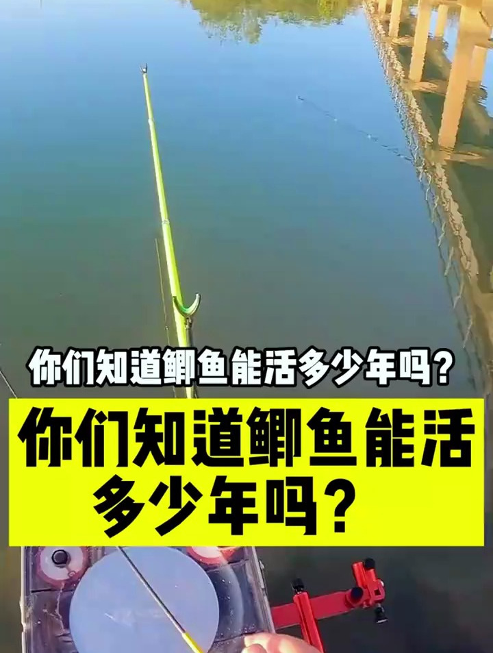 钓了那么多鲫鱼,你知道鲫鱼能活多久吗