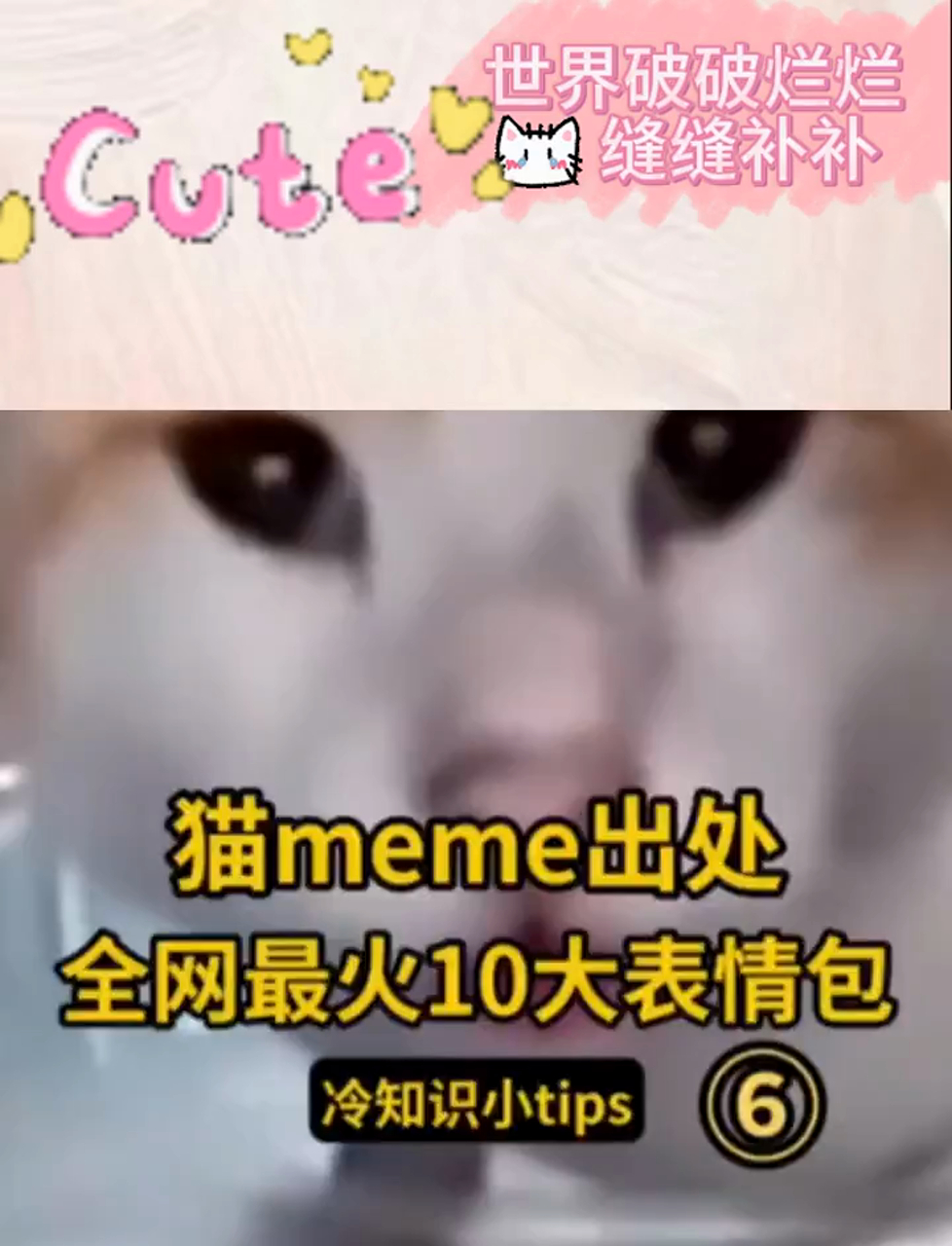 超火猫咪表情包Top10,这些搞笑图都来自哪里?(6)