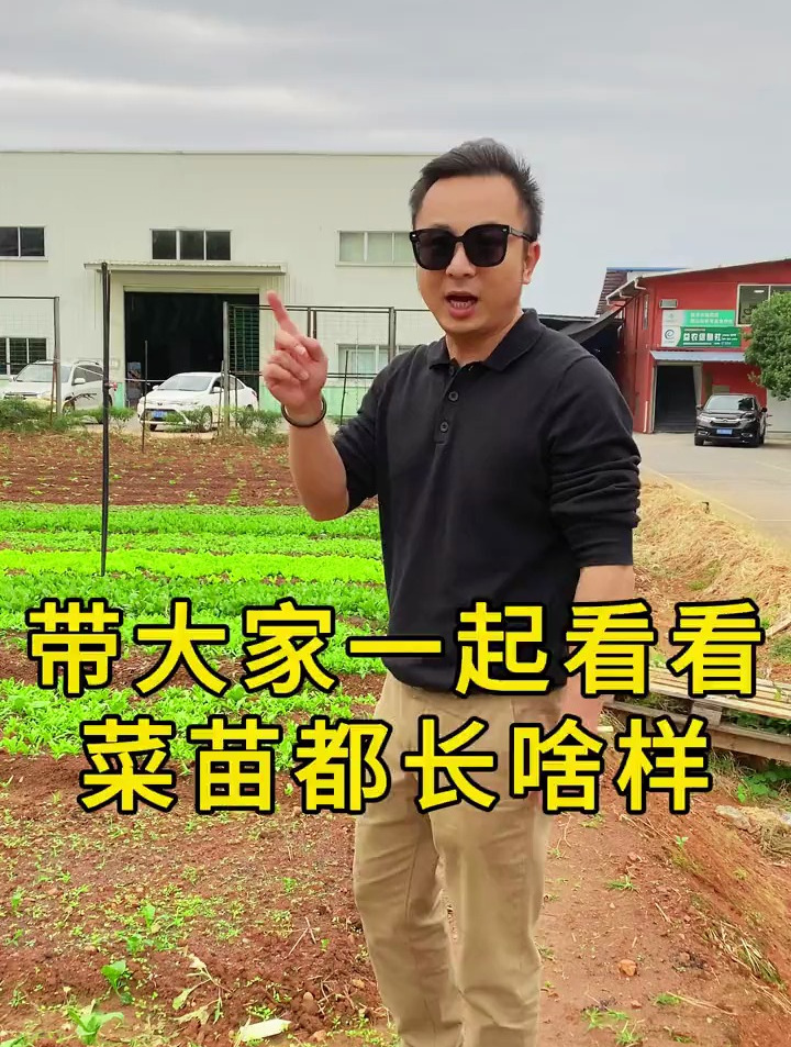 蔬菜幼苗期,你还分得清是哪个菜吗?