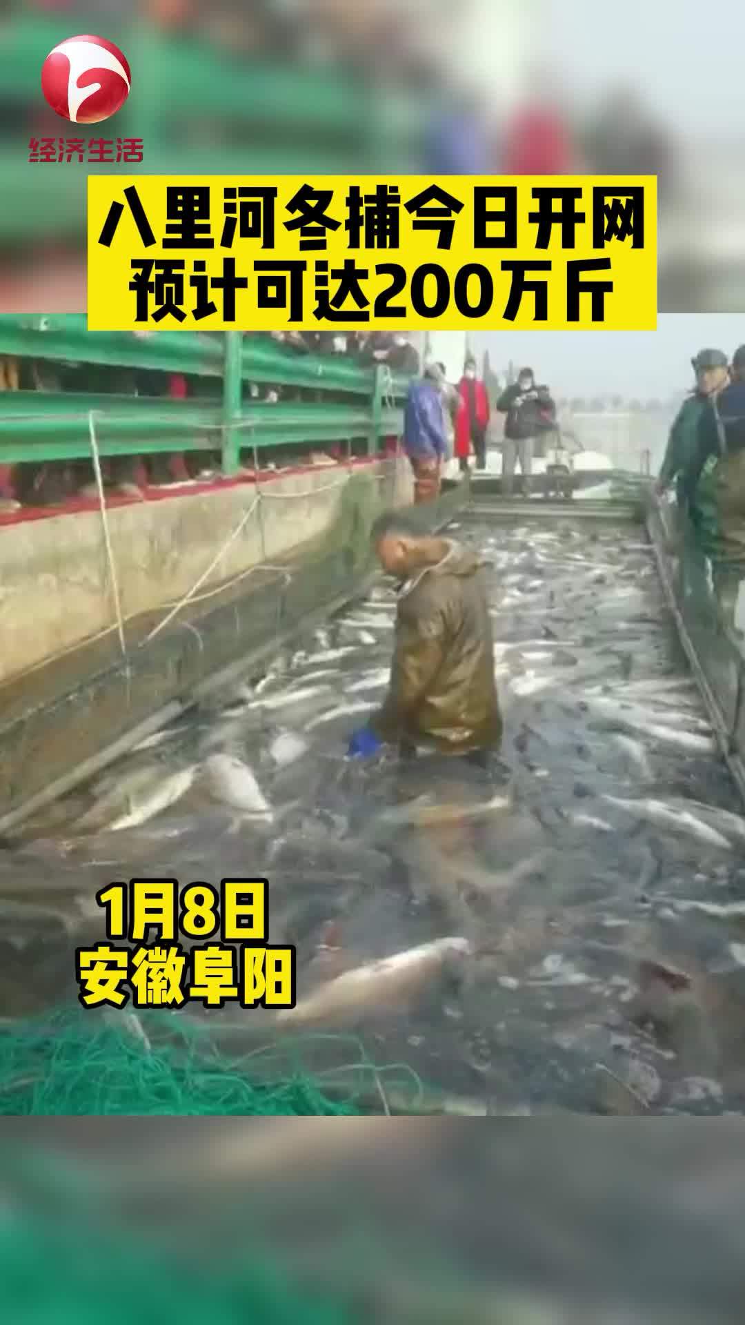 八里河冬捕今日开网,预计可达200万斤。捕鱼 冬捕节