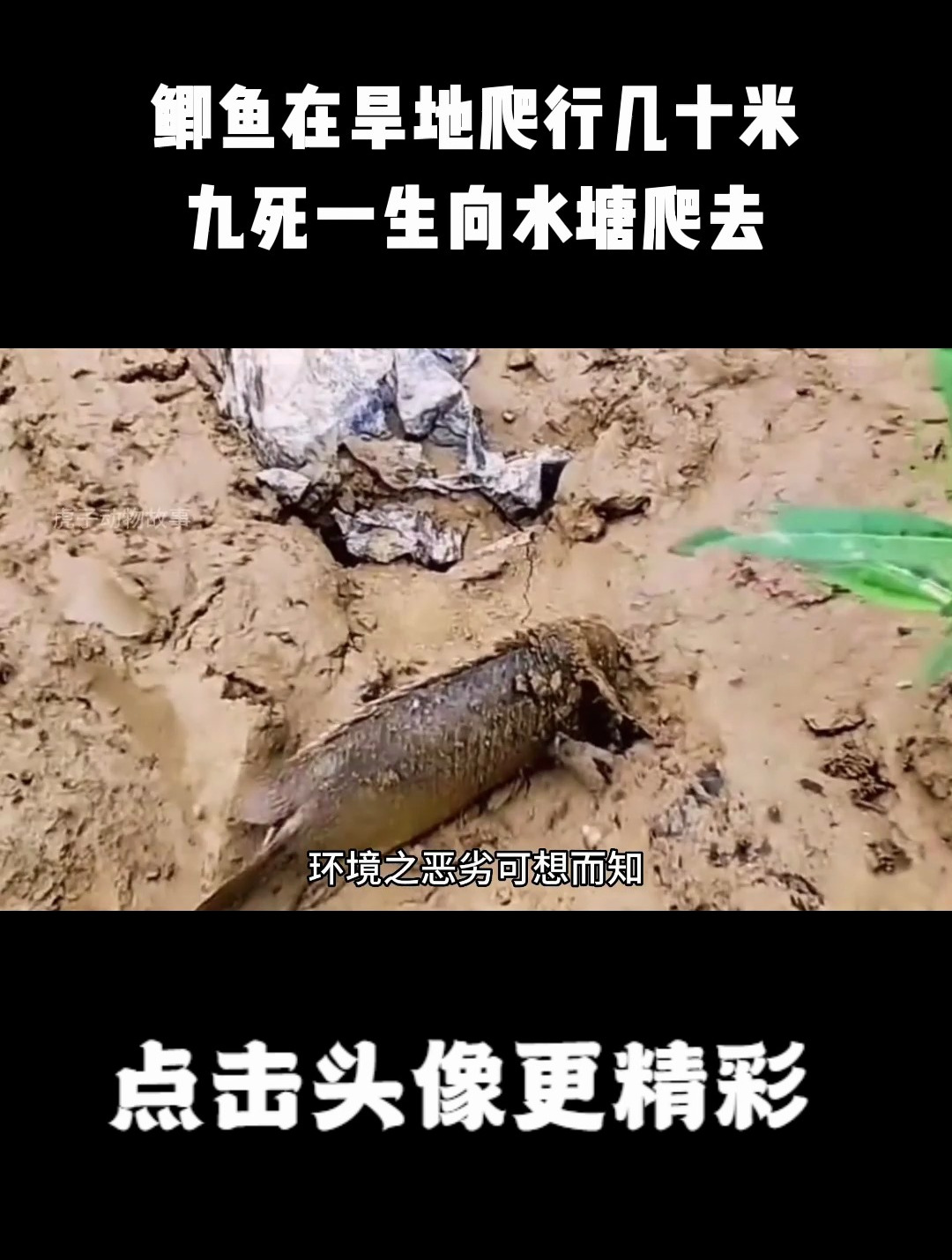 鲫鱼在旱地爬行几十米,九死一生向水塘爬去