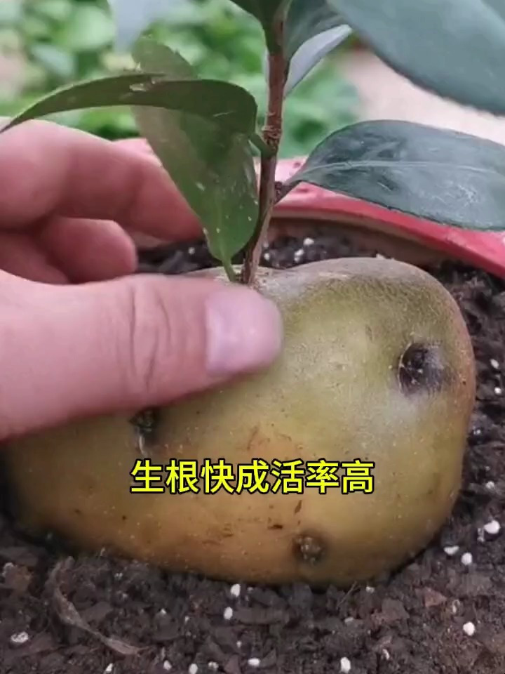 茶花插入土豆中,生根更快