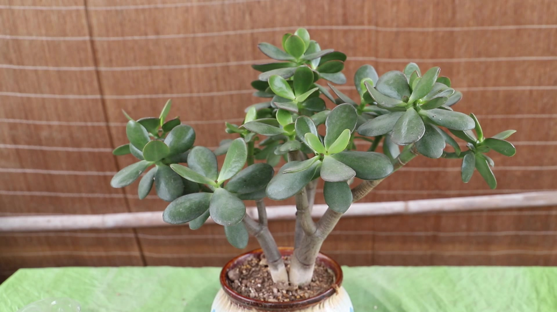 想要玉树如期开花?不会这4招可不行呢