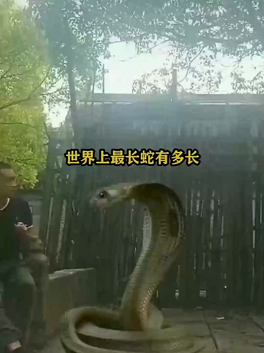 世界上最长的蛇有多长