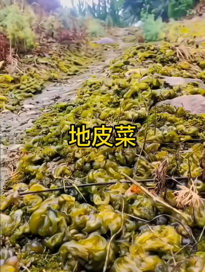 大自然的馈赠,别名叫地皮菜