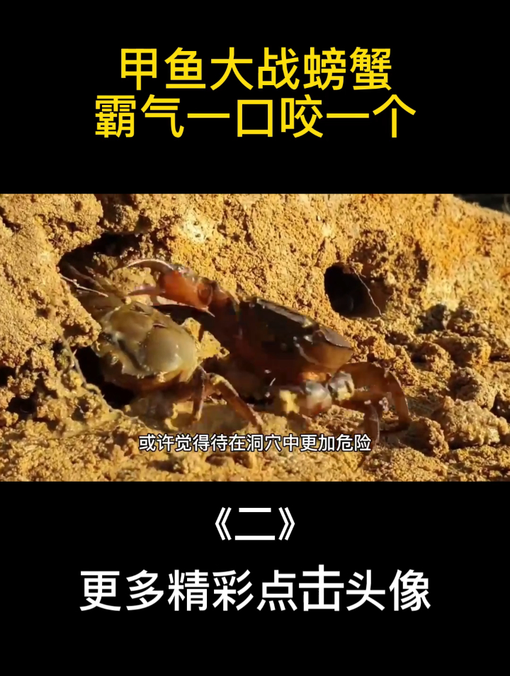 甲鱼大战螃蟹,霸气一口咬一个