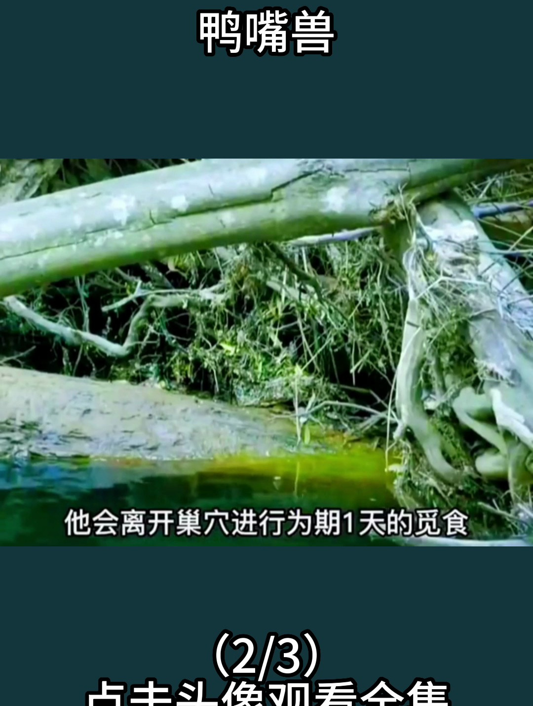 鸭嘴兽的生活习性
